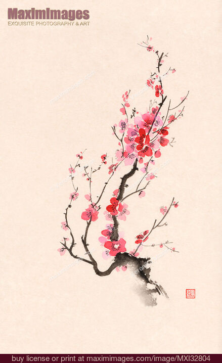 Stock image of Fine art Sumi-e painting of Japanese plum tree blossom or sakura branch with red and pink flowers Buy commercial use license at MaximImages
