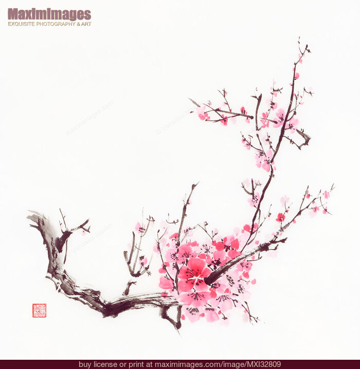 Stock image of Bushy sakura branch with pink flowers Chinese Zen brush painting Buy commercial use license at MaximImages