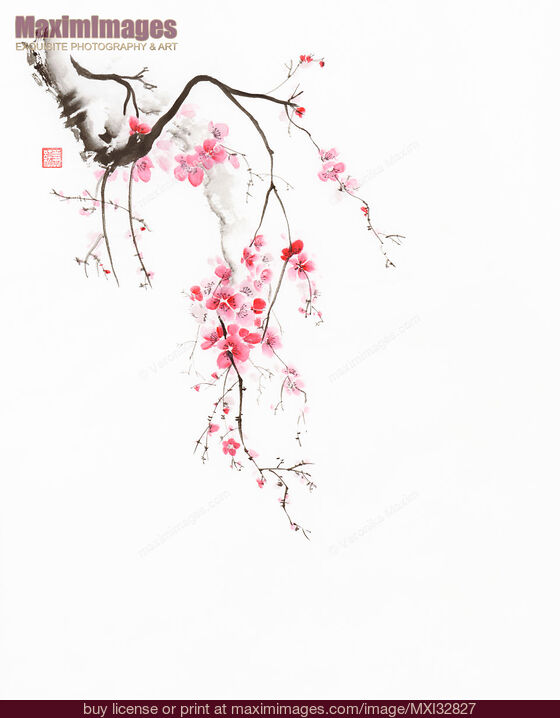 Stock image of Zen sumi-e painting of a cherry blossom branch with light pink flowers on white Buy commercial use license at MaximImages