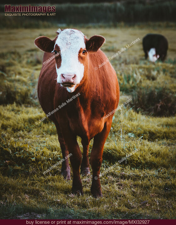 Stock photo of Grass fed free-range brown cow at a farm field Buy commercial use license at MaximImages