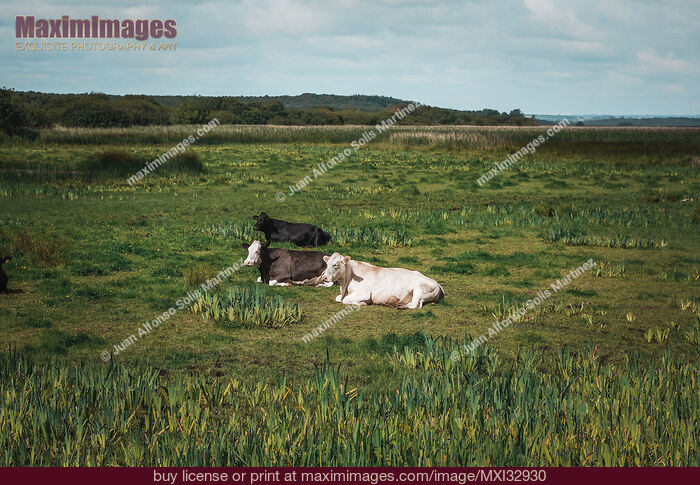 Stock photo of Free range cows resting in the grass of a farm field in Ireland Buy commercial use license at MaximImages