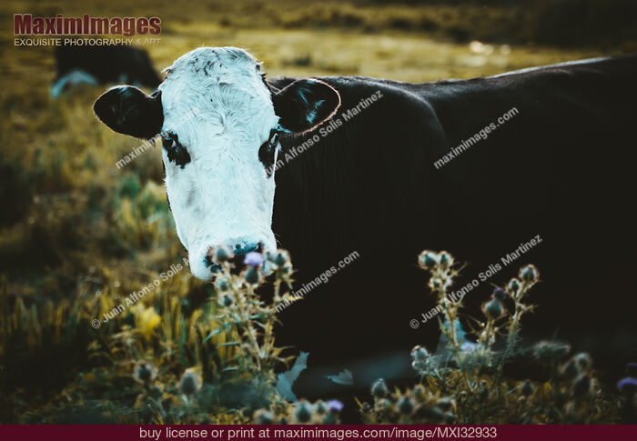 Stock photo of Grass fed cow at a farm field in Ireland Buy commercial use license at MaximImages