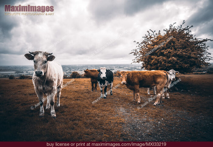 Stock photo of Free-range cows at a farm cattle pasture field Buy commercial use license at MaximImages