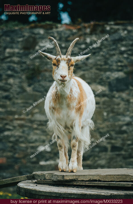 Stock photo of Domestic goat at a farm in Ireland Buy commercial use license at MaximImages