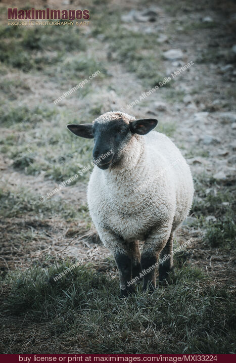 Stock photo of Black face sheep with white coat Grass-fed free-range cattle at a farm Buy commercial use license at MaximImages
