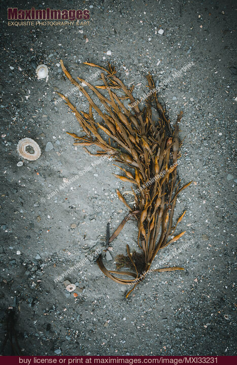 Stock photo of Artistic still life of seaweed on sandy sea shore Buy commercial use license at MaximImages