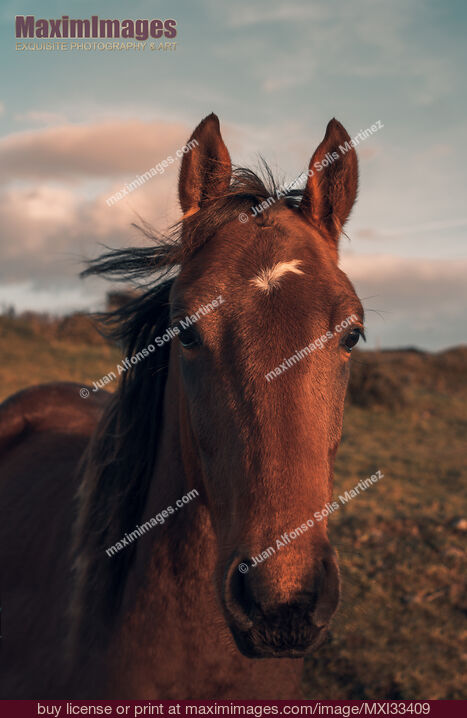 Stock photo of Beautiful brown horse face in sunset Buy commercial use license at MaximImages