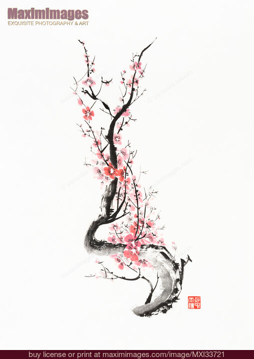 Stock image of Zen style Sumi-e painting of Red plum blossom Sakura branch with pink flowers Buy commercial use license at MaximImages