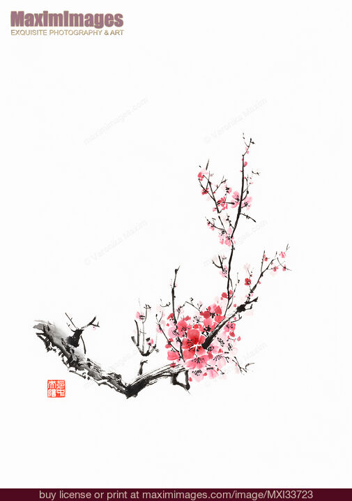 Stock image of Fine art Sumi-e painting of a plum blossom branch with pink flowers Buy commercial use license at MaximImages