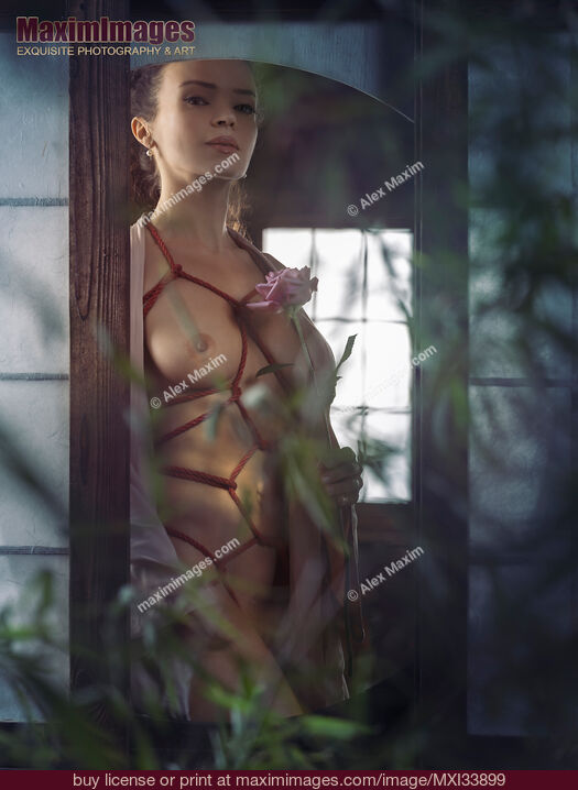 Stock photo of Beautiful woman with a rose standing at a window with Shibari bondage ropes tied around her sensual naked body Buy commercial use license at MaximImages