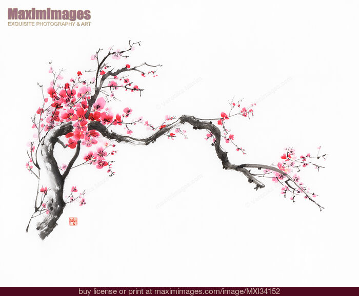 Stock image of Fine art Sumi-e ink painting of a crooked blossoming sakura branch with red flowers Buy commercial use license at MaximImages