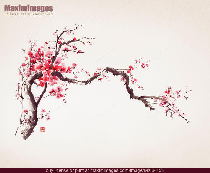 Stock image of Fine art Zen Sumi-e painting of a crooked blossoming sakura branch with red flowers on ivory paper background Buy commercial use license at MaximImages