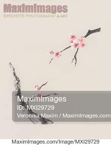 Sakura tree branches with cherry blossom flowers oriental...... preview image