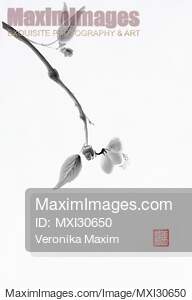Close up of a delicate sakura branch Japanese Zen Sumi-e...... preview image