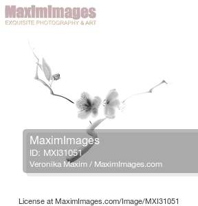 Elegant illustration of sakura flowers on a branch floral...... preview image