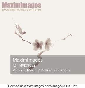 Two sakura flowers on a branch elegant illustration on on...... preview image