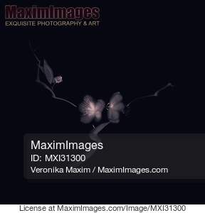 Sakura flowers on a branch elegant illustration on dark...... preview image