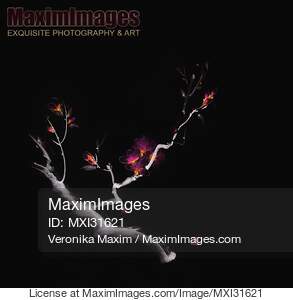 Magical black sumi-e design of a sakura branch with glowing...... preview image