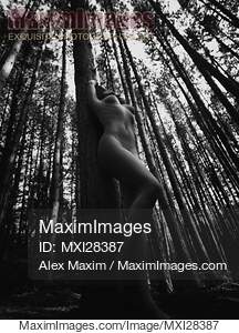 Beautiful nude woman leaning against tree in forest black and white... preview image