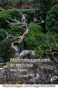 Beautiful juniper tree at Japanese Zen garden of Konchi-in...... preview image