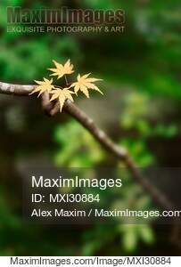 Artistic nature closeup of Japanese maple tree leaves in a zen garden... preview image