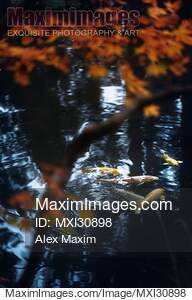Koi fish in water of a Japanese Zen garden pond... preview image