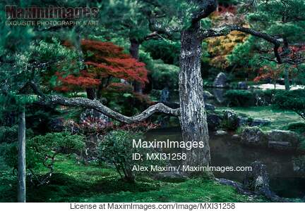 Black Pine tree in a Japanese Zen garden at Ginkaku-ji...... preview image