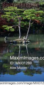 Kinkaku-ji temple Zen garden with two pine trees on an...... preview image