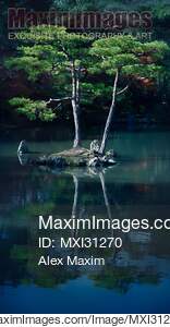 Two pines on an island of a pond Zen garden at Kinkaku-ji...... preview image