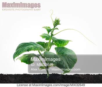 Organically grown young cucumber plant with green leaves...... preview image