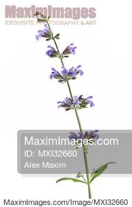 Artistic closeup of flowering Sage herb plant on white... preview image