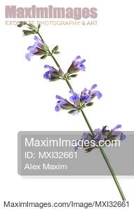Sage blossoming plant artistic closeup of purple flowers...... preview image