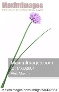 Blossoming Chive plant with a pretty purple flower isolated...... preview image