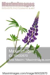 Lupine Lupinus polyphyllus purple flower and leaves isolated on white... preview image