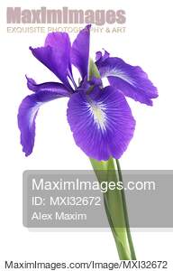 Purple Iris versicolor flower with open petals on white background... preview image