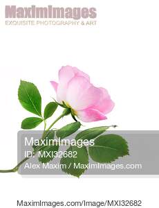 Pink Damask Rose flower side view on branch with green...... preview image