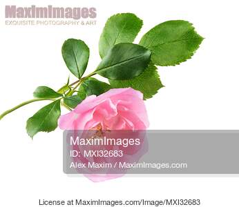 Pink Damask Rose flower on a branch with green leaves...... preview image