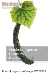 Japanese long cucumber fruit and a green leaf isolated on white... preview image