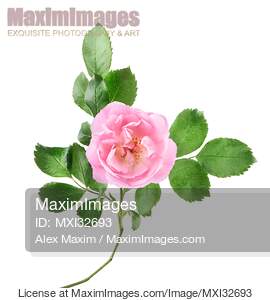 Open Pink Damask Rose flower on a branch with green leaves...... preview image