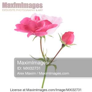 Half pink half white Damask Rose flower and a bud on a...... preview image