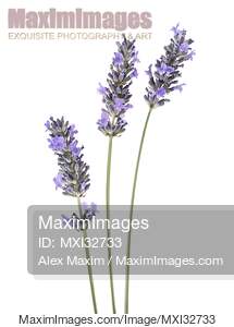 Artistic closeup of three English Lavender stalks with...... preview image