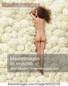 Woman lying nude on white hydrangea flowers view of her...... preview image