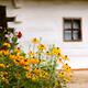 Flowers near old country house in Ukraine... (thumbnail)