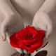 Red rose in woman hands... (thumbnail)