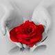 Red Rose in Hands of a Woman... (thumbnail)