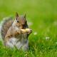 Squirrel Eating a Peanut... (thumbnail)