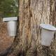 Collecting Sugar Maple Sap... (thumbnail)