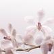 Phalaenopsis Flowers... (thumbnail)