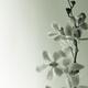 Phalaenopsis Flowers... (thumbnail)
