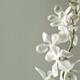 Phalaenopsis Flowers... (thumbnail)